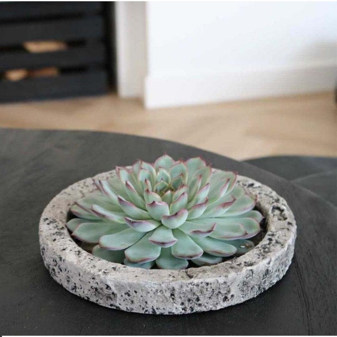 Echeveria Lilacina ROOTLESS in 'Concrete' Deko-Schale Ø20 cm – Elegante Sukkulente für Minimalistisches Design - grüne-wurzel