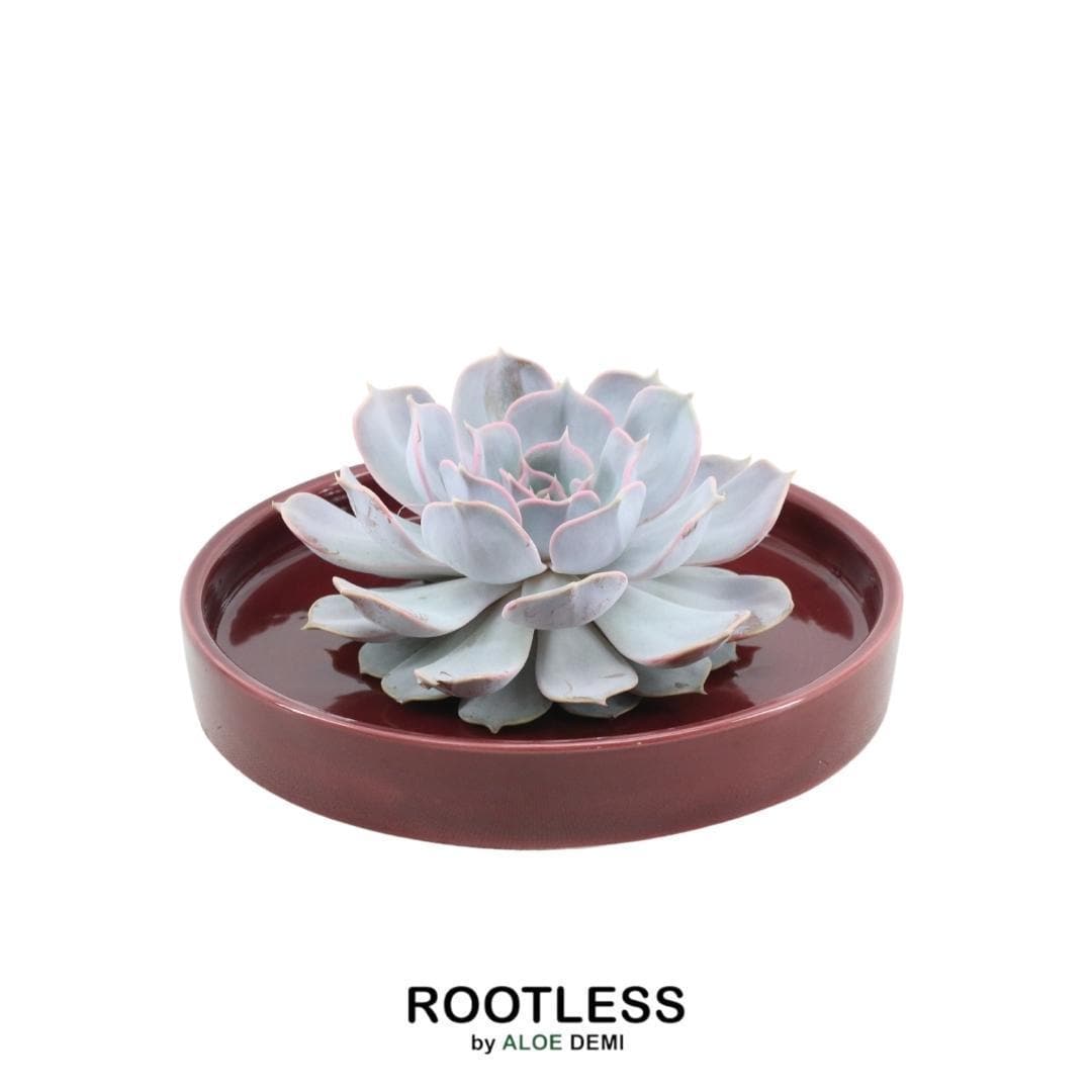 Echeveria Lilacina ROOTLESS in Designer-Schale 'Bordeaux' Ø20 cm – Pflegeleichte Eleganz für Ihr Zuhause - grüne-wurzel