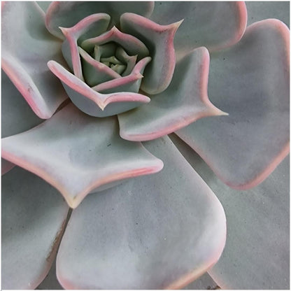 Echeveria Lilacina ROOTLESS in Designer-Schale 'Bordeaux' Ø20 cm – Pflegeleichte Eleganz für Ihr Zuhause - grüne-wurzel