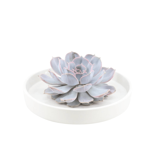 Echeveria Lilacina ROOTLESS in Eleganter Weißer Schale Ø20 cm – Minimalistisch & Pflegeleicht - grüne-wurzel