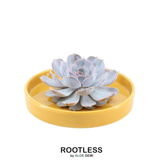 Echeveria Lilacina ROOTLESS in leuchtender 'Yellow Bowl' Schale Ø20 cm - Pflegeleicht & Modern - grüne-wurzel