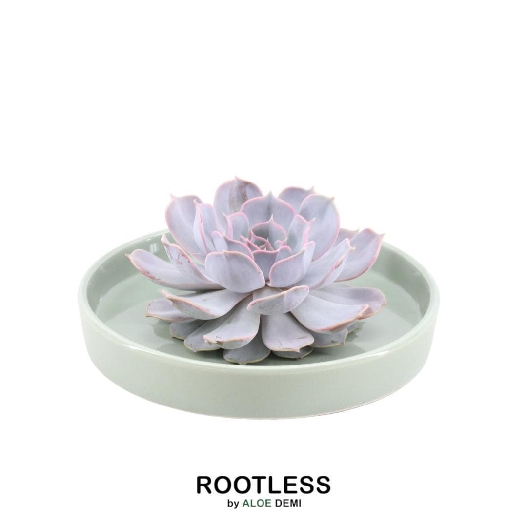 Echeveria Lilacina ROOTLESS in Pastellgrüner Designer-Schale Ø20 cm – Ideal für Minimalistische Dekore - grüne-wurzel