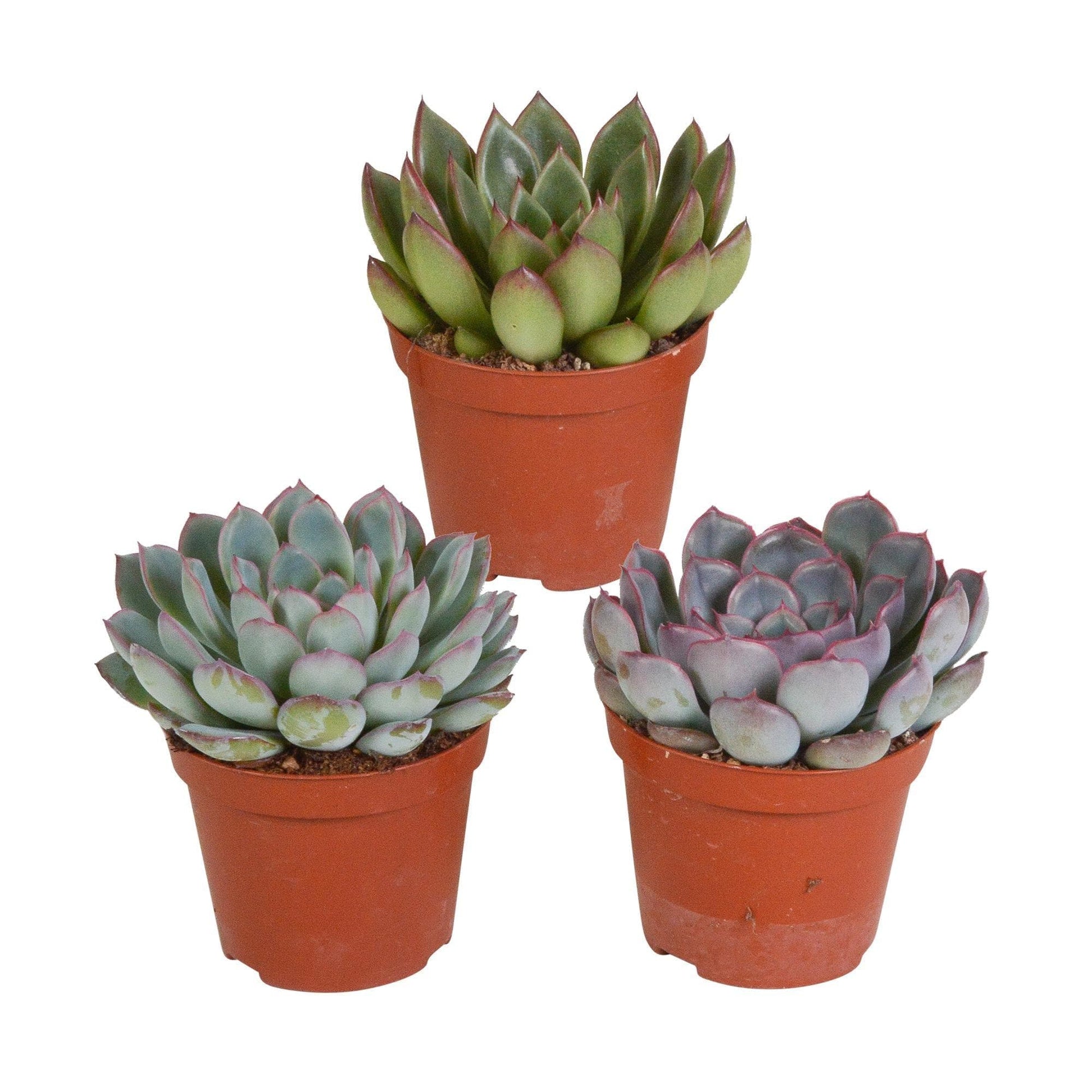 Echeveria-Mix 8,5 cm - Dekorative Sukkulenten-Kollektion - 3 Farbvarianten Zimmerpflanzen - grüne-wurzel