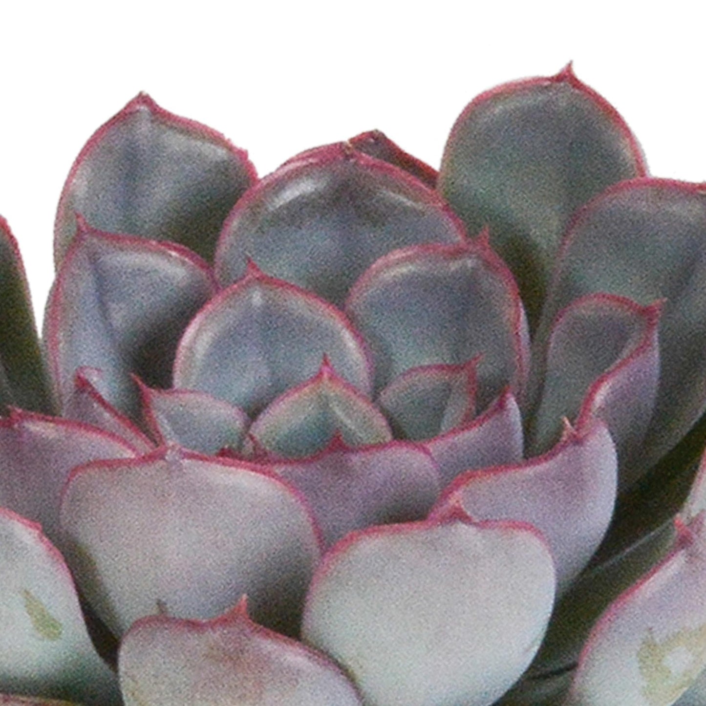 Echeveria-Mix 8,5 cm - Dekorative Sukkulenten-Kollektion - 3 Farbvarianten Zimmerpflanzen - grüne-wurzel