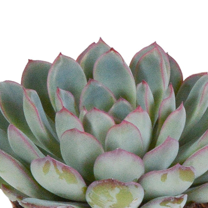 Echeveria-Mix 8,5 cm in Weißen Töpfen - Farbenfrohe Sukkulenten-Kollektion ZImmerpflanzen - grüne-wurzel