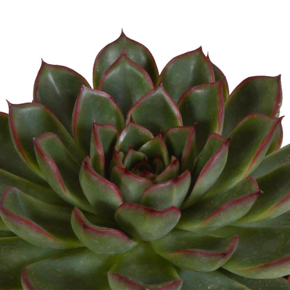 Echeveria Mix in handbemalten mexikanischen Töpfen – 3 Verschiedene Arten – 8,5 cm Zimmerpflanzen - grüne-wurzel