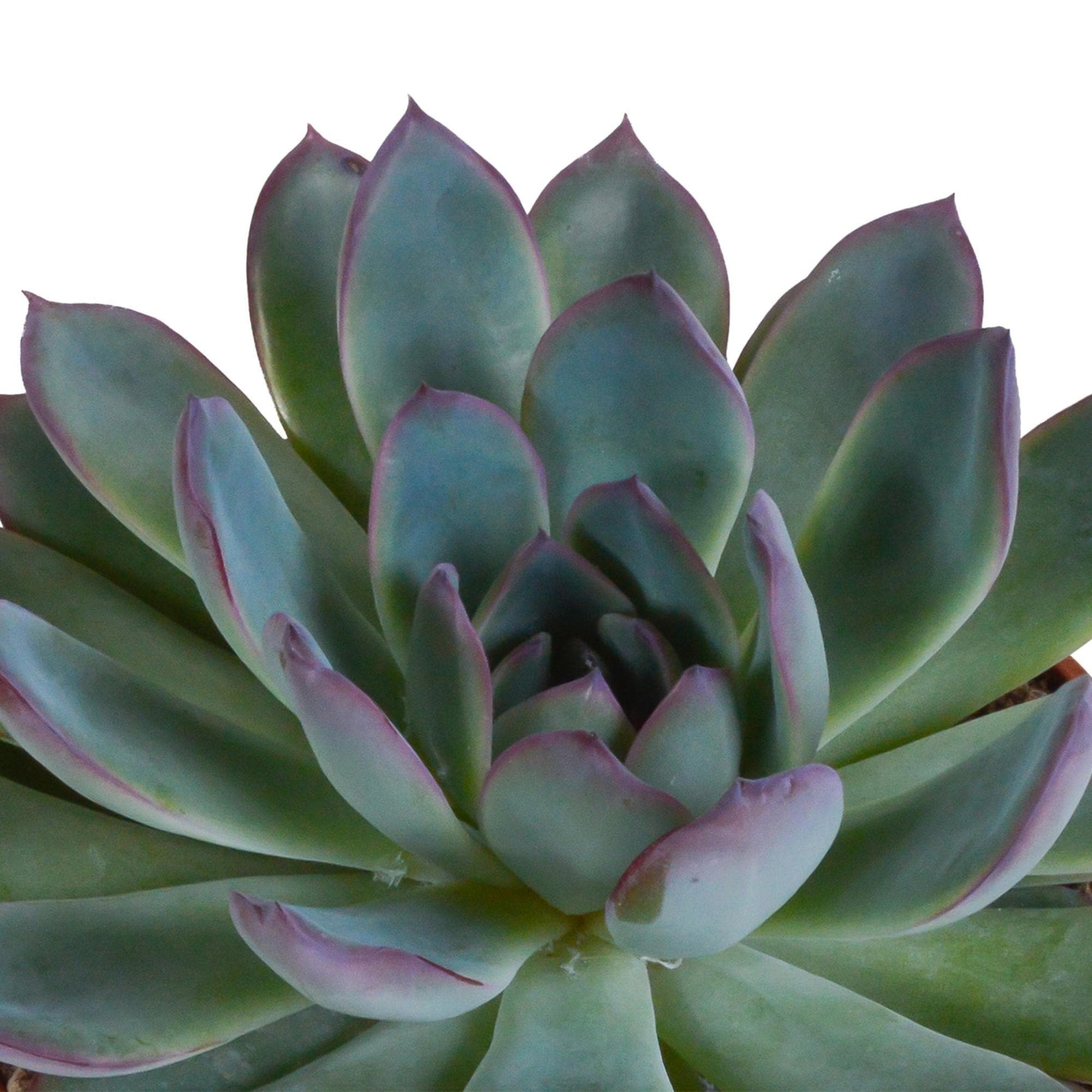 Echeveria Mix in handbemalten mexikanischen Töpfen – 3 Verschiedene Arten – 8,5 cm Zimmerpflanzen - grüne-wurzel