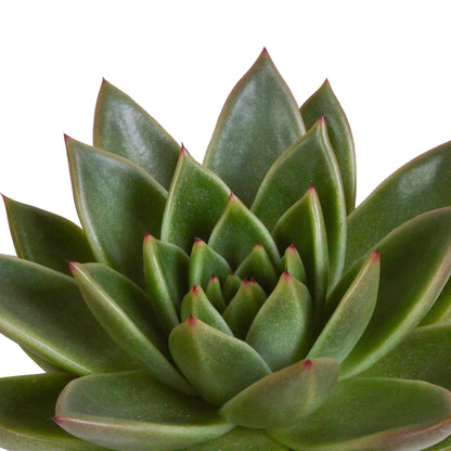 Echeveria Mix in handbemalten mexikanischen Töpfen – 3 Verschiedene Arten – 8,5 cm Zimmerpflanzen - grüne-wurzel