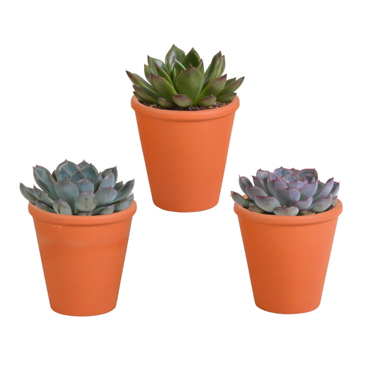 Echeveria Mix in Terrakottatöpfen – 3 Verschiedene Arten – 8,5 cm Zimmerpflanzen - grüne-wurzel