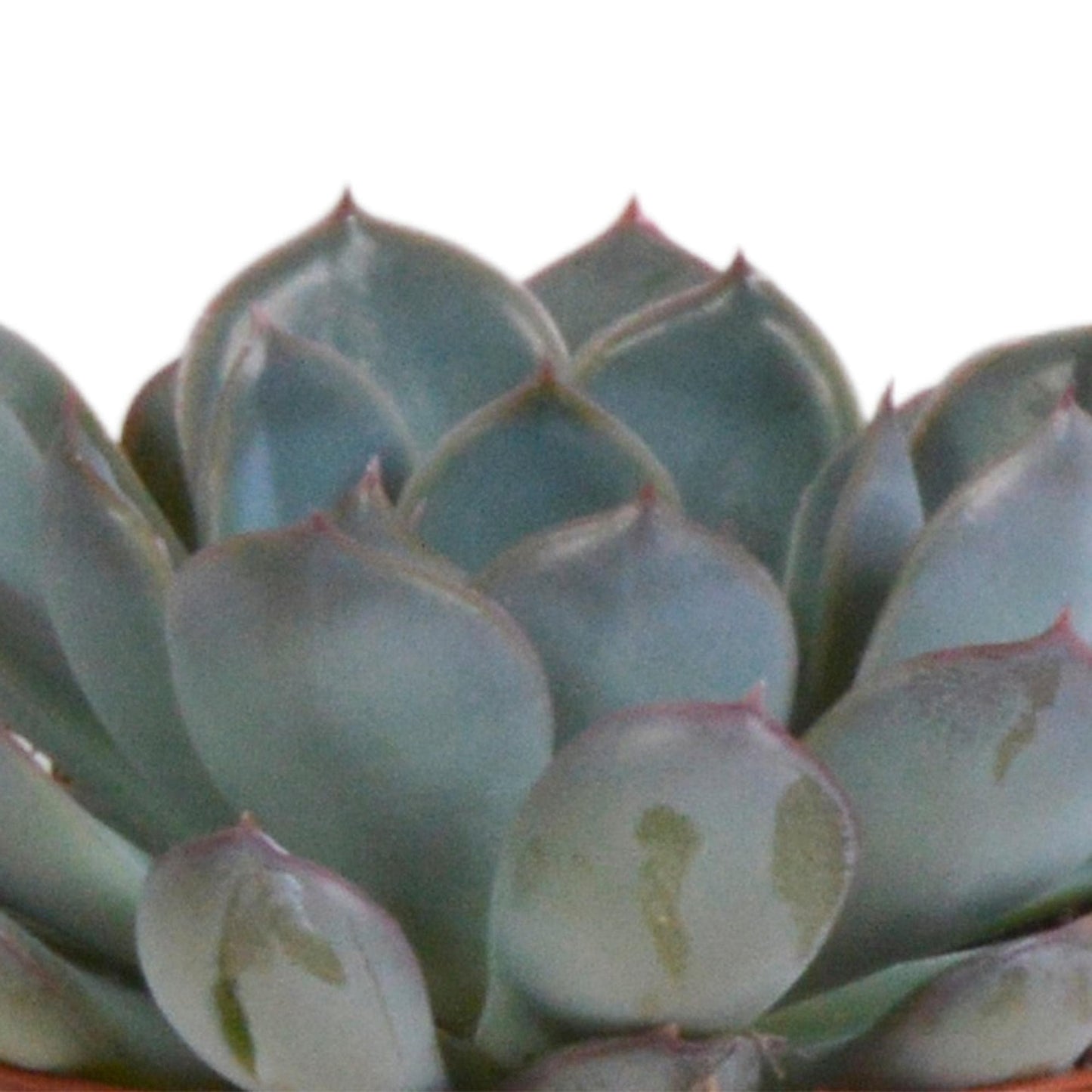 Echeveria Mix in Terrakottatöpfen – 3 Verschiedene Arten – 8,5 cm Zimmerpflanzen - grüne-wurzel