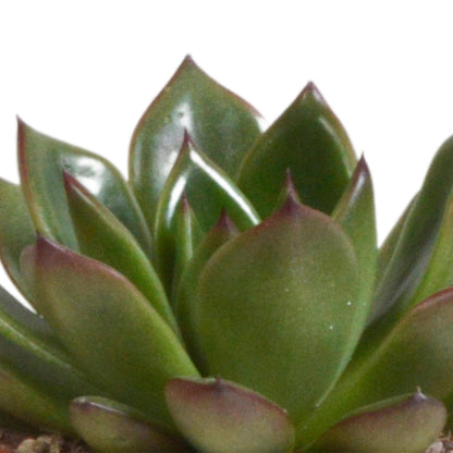 Echeveria Mix in Terrakottatöpfen – 3 Verschiedene Arten – 8,5 cm Zimmerpflanzen - grüne-wurzel