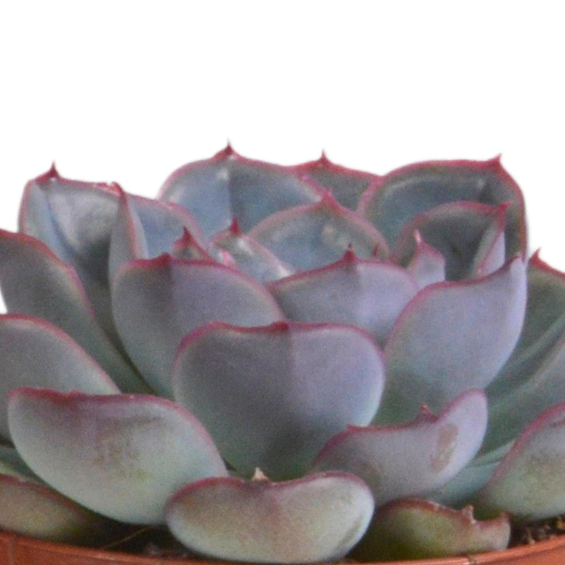 Echeveria Mix in Terrakottatöpfen – 3 Verschiedene Arten – 8,5 cm Zimmerpflanzen - grüne-wurzel