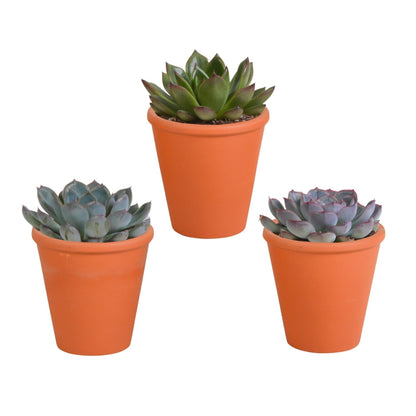 Echeveria Mix in Terrakottatöpfen – 3 Verschiedene Arten – 8,5 cm Zimmerpflanzen - grüne-wurzel