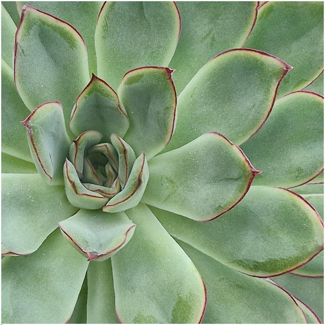 Echeveria Pulidonis ROOTLESS im Wanddeko Ring Schwarz Ø20 cm – Modern & Pflegeleicht - grüne-wurzel