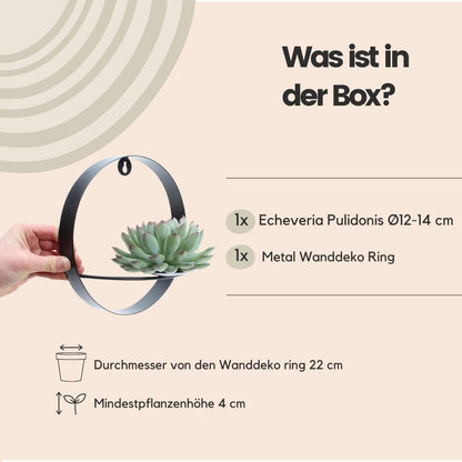 Echeveria Pulidonis ROOTLESS im Wanddeko Ring Schwarz Ø20 cm – Modern & Pflegeleicht - grüne-wurzel