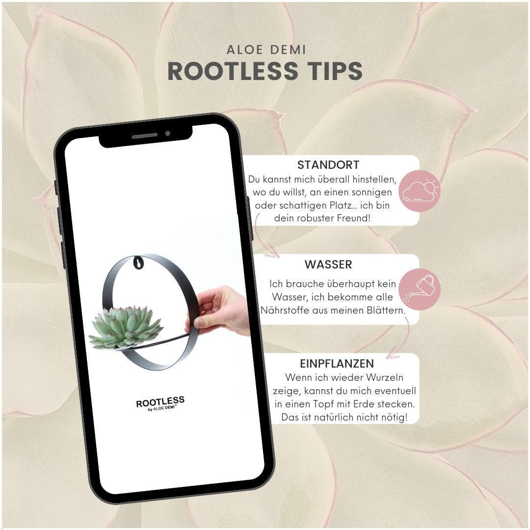Echeveria Pulidonis ROOTLESS im Wanddeko Ring Schwarz Ø20 cm – Modern & Pflegeleicht - grüne-wurzel