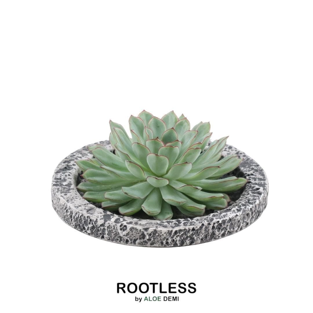 Echeveria Pulidonis ROOTLESS in 'Concrete' Look Schale Ø20 cm – Elegante Dekoration für Modernes Wohnen - grüne-wurzel