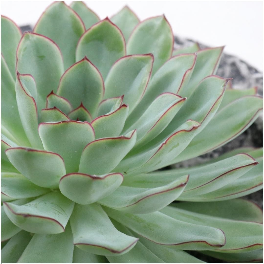 Echeveria Pulidonis ROOTLESS in 'Concrete' Look Schale Ø20 cm – Elegante Dekoration für Modernes Wohnen - grüne-wurzel