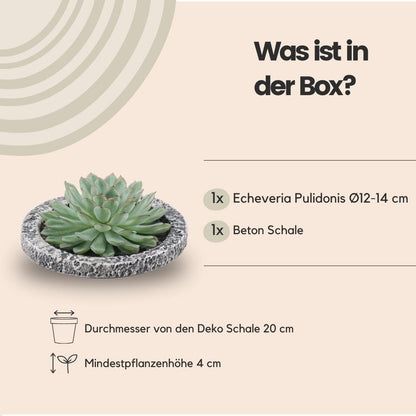 Echeveria Pulidonis ROOTLESS in 'Concrete' Look Schale Ø20 cm – Elegante Dekoration für Modernes Wohnen - grüne-wurzel