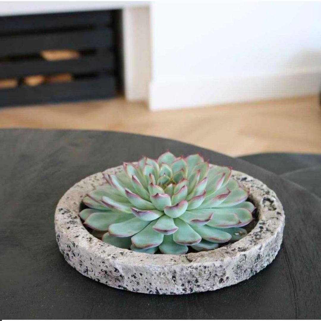 Echeveria Pulidonis ROOTLESS in 'Concrete' Look Schale Ø20 cm – Elegante Dekoration für Modernes Wohnen - grüne-wurzel