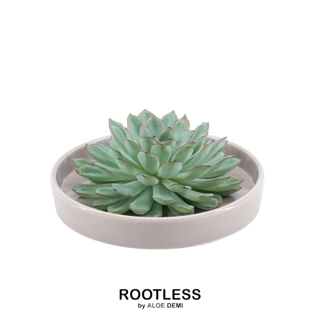 Echeveria Pulidonis ROOTLESS in edler Taupe-Schale Ø20 cm – Design-Sukkulente für minimalistische Interieurs - grüne-wurzel