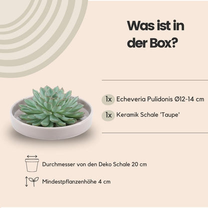 Echeveria Pulidonis ROOTLESS in edler Taupe-Schale Ø20 cm – Design-Sukkulente für minimalistische Interieurs - grüne-wurzel