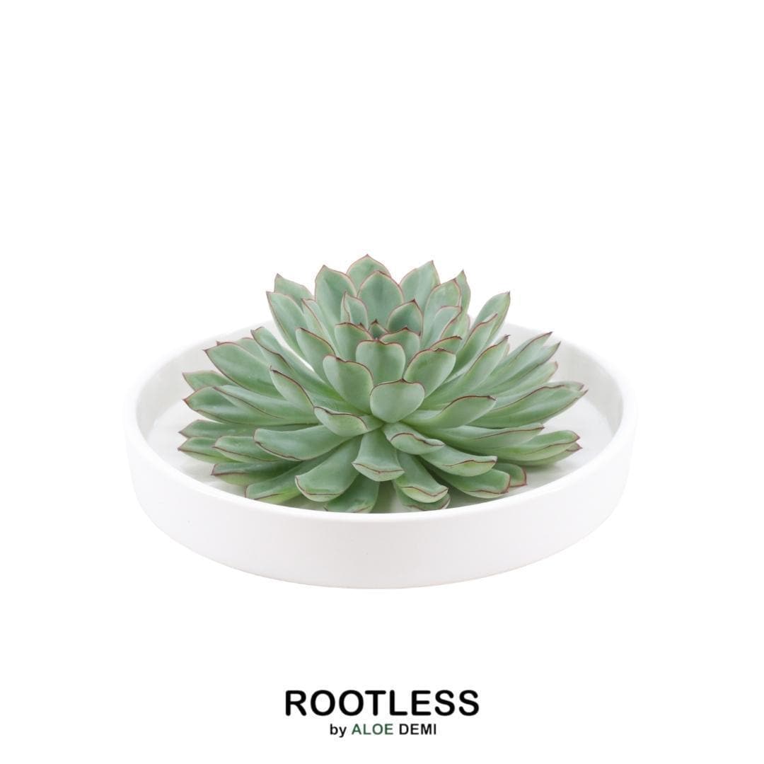 Echeveria Pulidonis ROOTLESS in eleganter weißer Schale Ø20 cm – Pflegeleichte Design-Sukkulente - grüne-wurzel