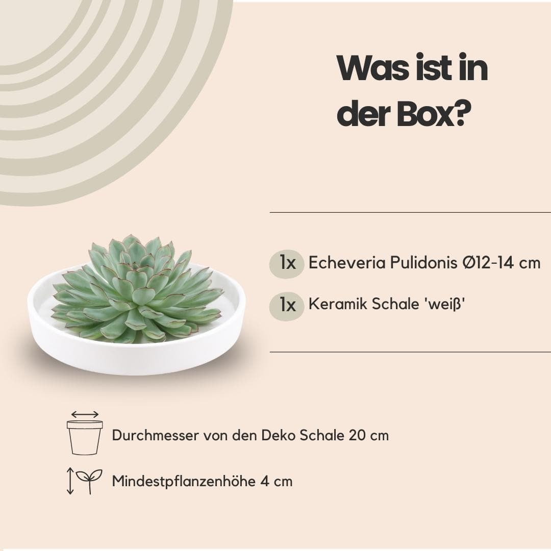 Echeveria Pulidonis ROOTLESS in eleganter weißer Schale Ø20 cm – Pflegeleichte Design-Sukkulente - grüne-wurzel