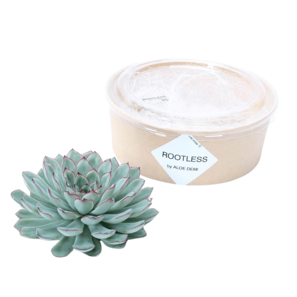 Echeveria Pulidonis ROOTLESS in innovativer Verpackung Ø12-14 cm - Langlebige Zimmerpflanze - grüne-wurzel