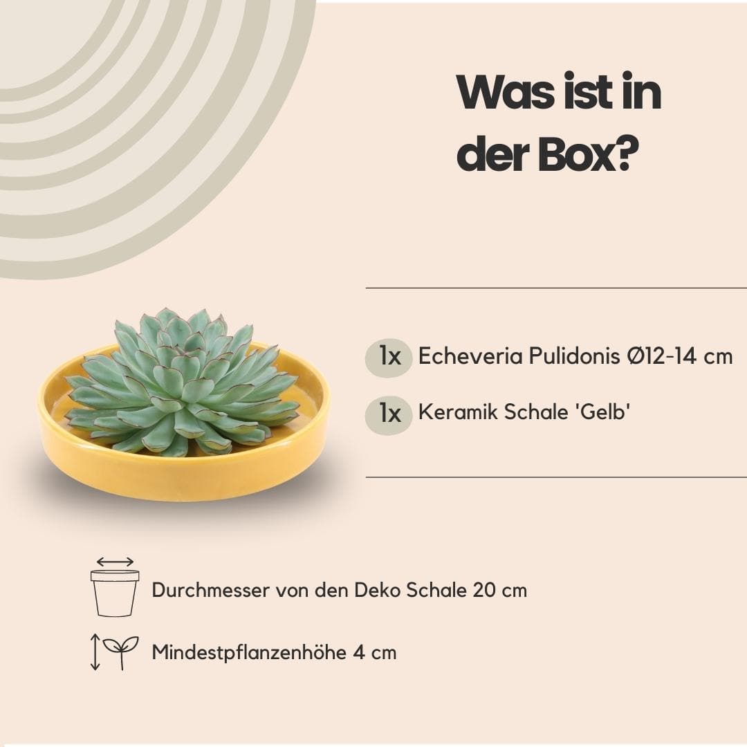 Echeveria Pulidonis ROOTLESS in Leuchtender Gelber Schale Ø20 cm – Frische Deko für Jeden Raum - grüne-wurzel