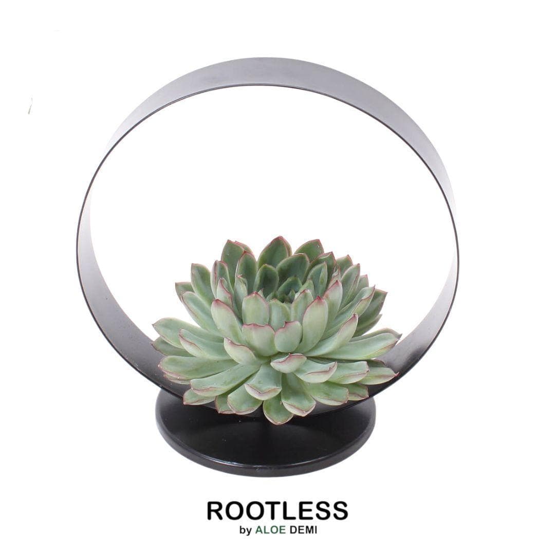 Echeveria Pulidonis ROOTLESS in Modernem Deko Tischstandard Schwarz Ø20 cm – Zeitlos Elegante Sukkulente - grüne-wurzel