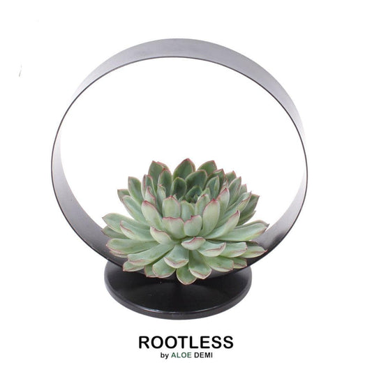 Echeveria Pulidonis ROOTLESS in Modernem Deko Tischstandard Schwarz Ø20 cm – Zeitlos Elegante Sukkulente - grüne-wurzel