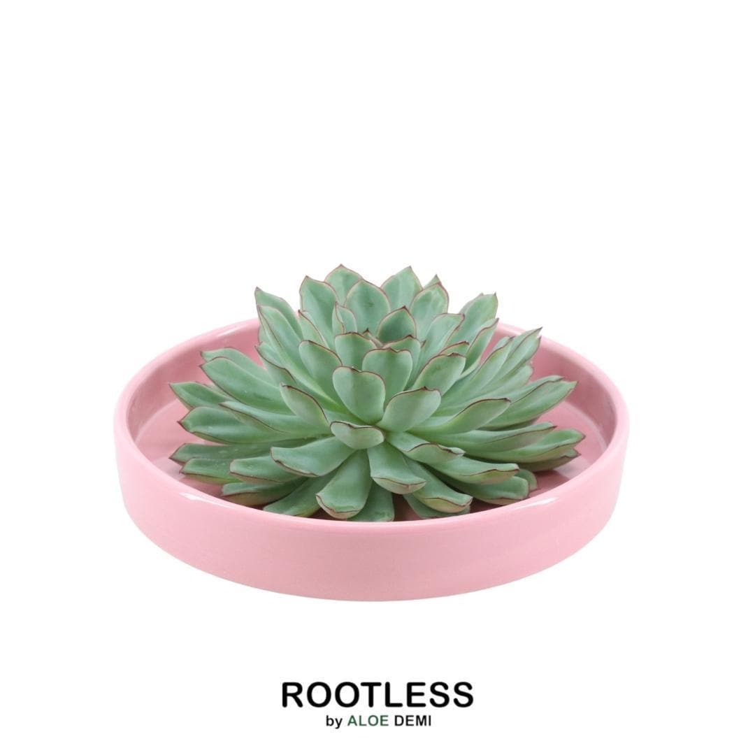 Echeveria Pulidonis ROOTLESS in Rosa Schale Ø20 cm – Moderne Sukkulente für stilvolle Akzente - grüne-wurzel