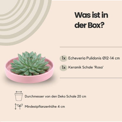 Echeveria Pulidonis ROOTLESS in Rosa Schale Ø20 cm – Moderne Sukkulente für stilvolle Akzente - grüne-wurzel