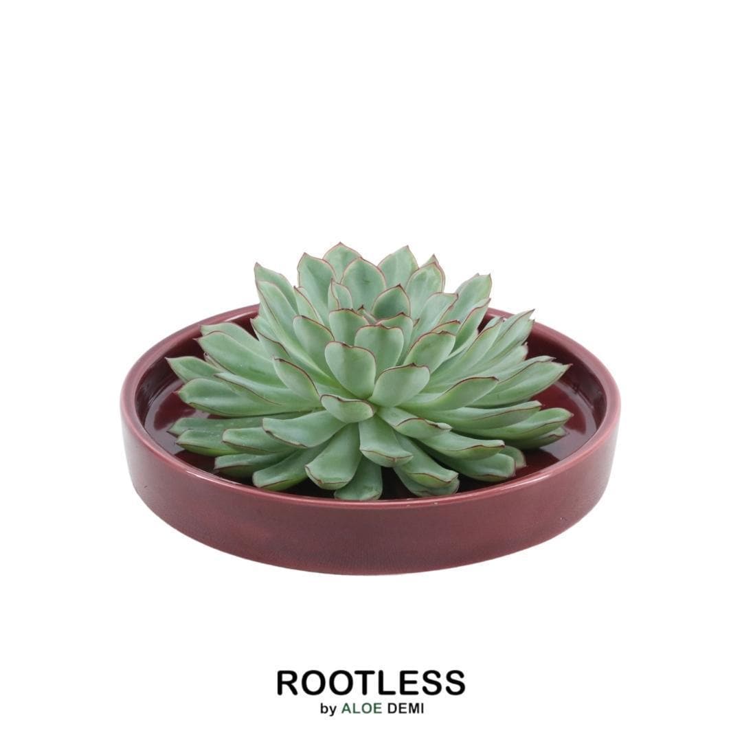 Echeveria Pulidonis ROOTLESS in Roter Keramikschale Ø20 cm – Elegante Sukkulente für moderne Innenräume - grüne-wurzel