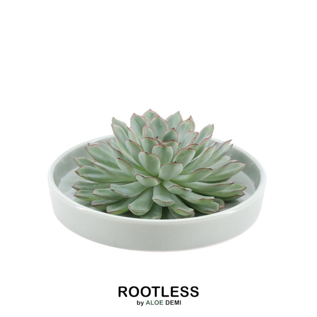 Echeveria Pulidonis ROOTLESS in Schale 'Grün' Ø20 cm – Minimalistische Eleganz für Ihr Zuhause - grüne-wurzel