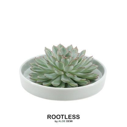 Echeveria Pulidonis ROOTLESS in Schale 'Grün' Ø20 cm – Minimalistische Eleganz für Ihr Zuhause - grüne-wurzel