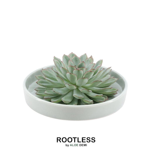 Echeveria Pulidonis ROOTLESS in Schale 'Grün' Ø20 cm – Minimalistische Eleganz für Ihr Zuhause - grüne-wurzel