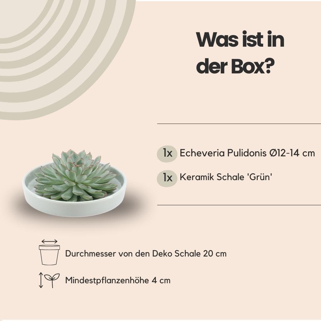 Echeveria Pulidonis ROOTLESS in Schale 'Grün' Ø20 cm – Minimalistische Eleganz für Ihr Zuhause - grüne-wurzel