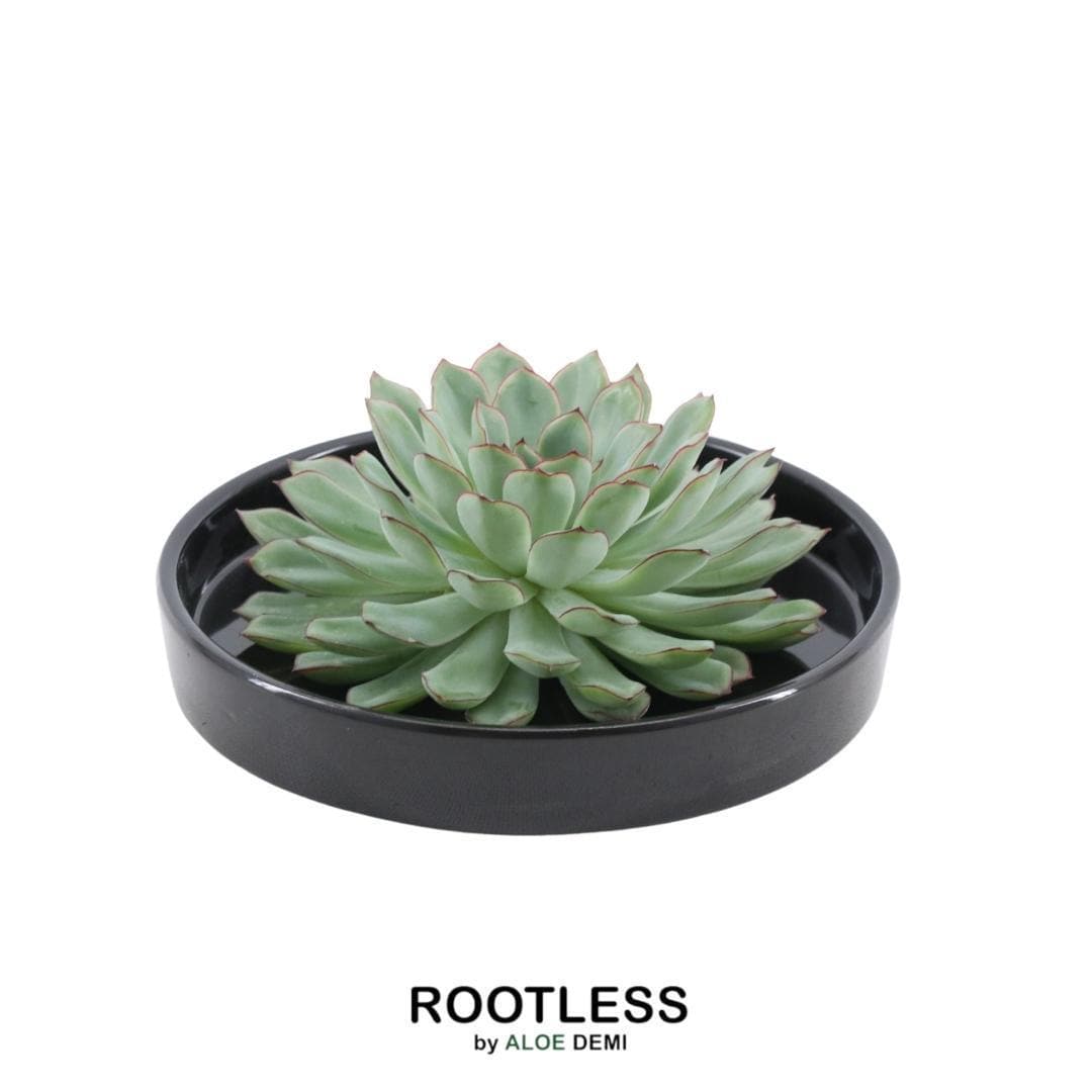 Echeveria Pulidonis ROOTLESS in schwarzer Designer-Schale Ø20 cm – Stilvolle Sukkulente für moderne Interieurs - grüne-wurzel