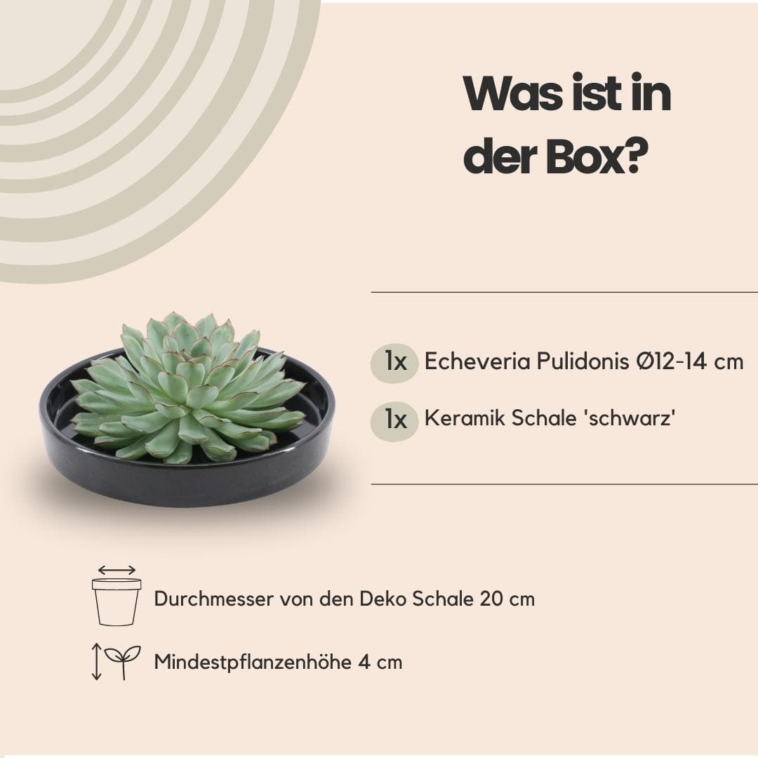 Echeveria Pulidonis ROOTLESS in schwarzer Designer-Schale Ø20 cm – Stilvolle Sukkulente für moderne Interieurs - grüne-wurzel