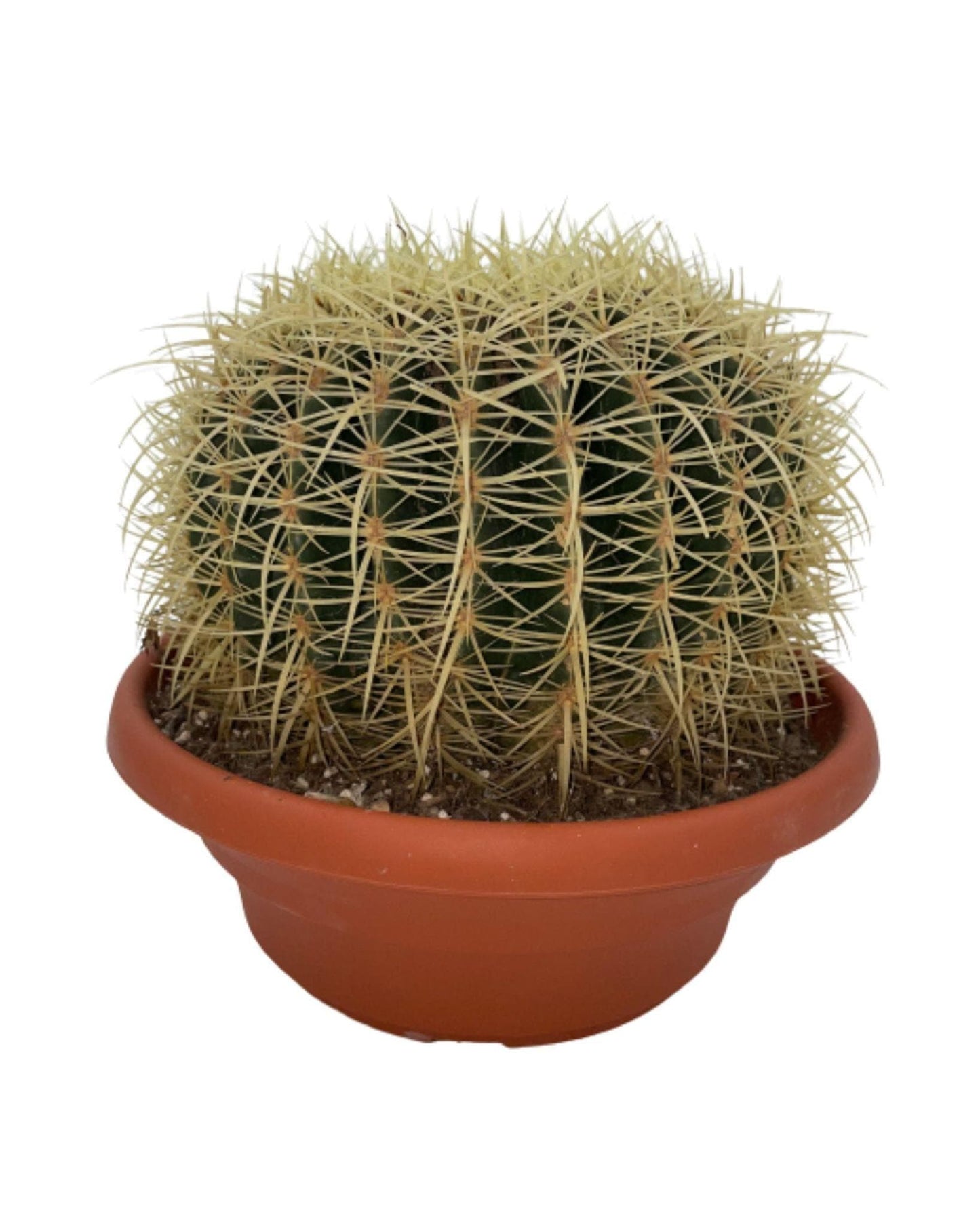 Cactus- Echiocactus Grusonii - Normal - Ø24 cm - 1x - ↕23 - 28 cm - grüne-wurzel