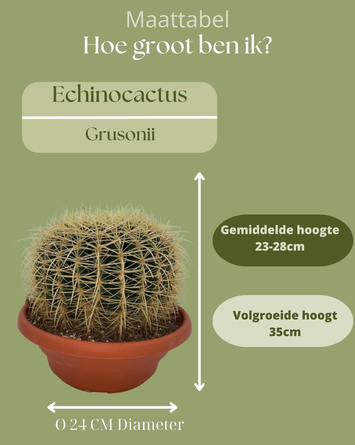 Cactus- Echiocactus Grusonii - Normal - Ø24 cm - 1x - ↕23 - 28 cm - grüne-wurzel