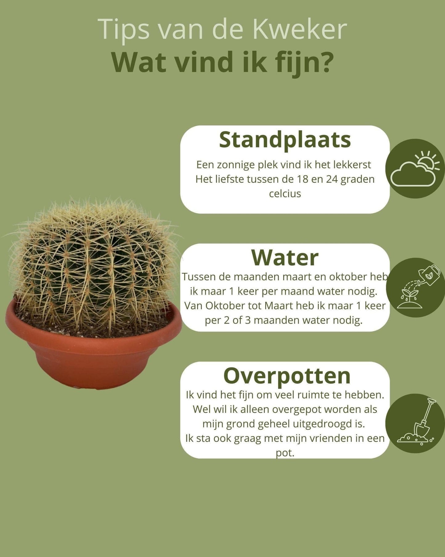 Cactus- Echiocactus Grusonii - Normal - Ø24 cm - 1x - ↕23 - 28 cm - grüne-wurzel