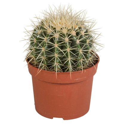 Echinocactus Grusonii "Schwiegermutterstuhl" – Robuster Kugelkaktus - 12 cm Zimmerpflanze - grüne-wurzel