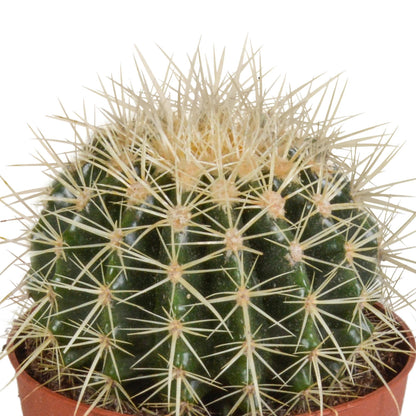 Echinocactus Grusonii "Schwiegermutterstuhl" – Robuster Kugelkaktus - 12 cm Zimmerpflanze - grüne-wurzel