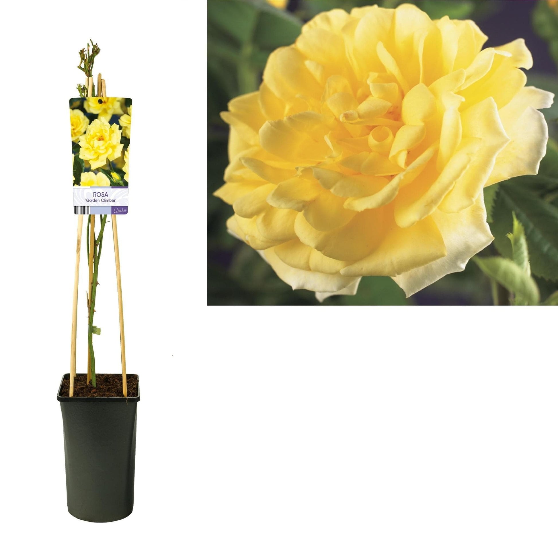 Rosa 'Golden Climber' +light Label - grüne-wurzel