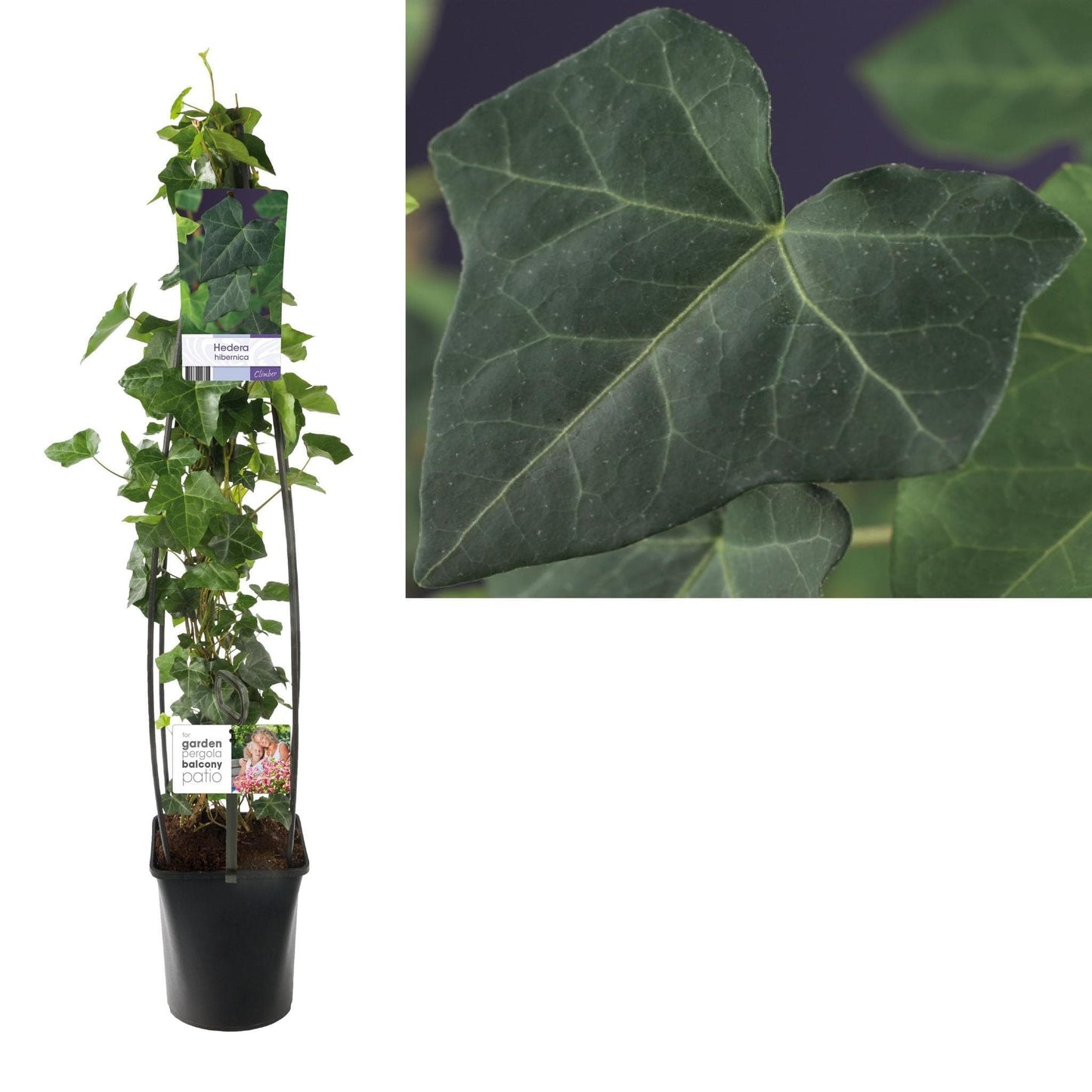 Hedera Hibernica +light Label - grüne-wurzel