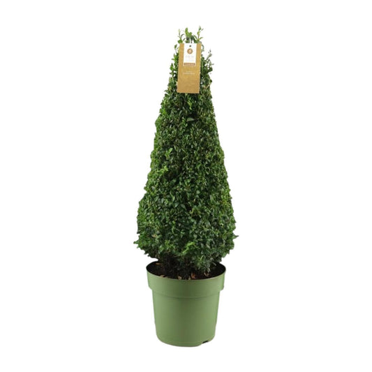 Buxus Semp. Pyramid 55cm P21 - Ø21cm - ↕75cm - grüne-wurzel