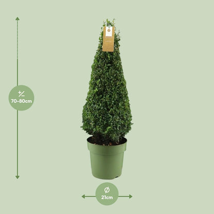 Buxus Semp. Pyramid 55cm P21 - Ø21cm - ↕75cm - grüne-wurzel